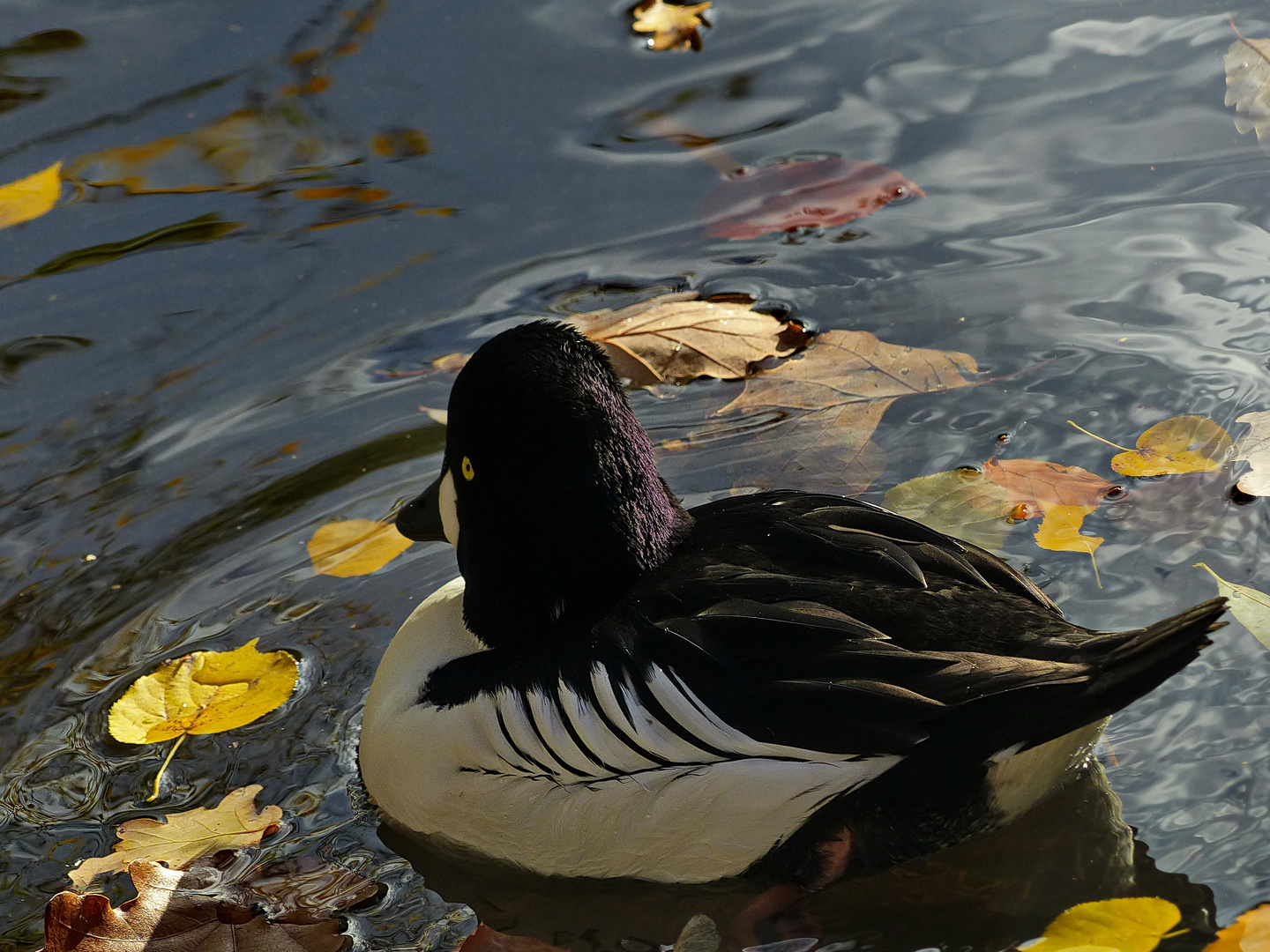 Herbst auf dem Teich 