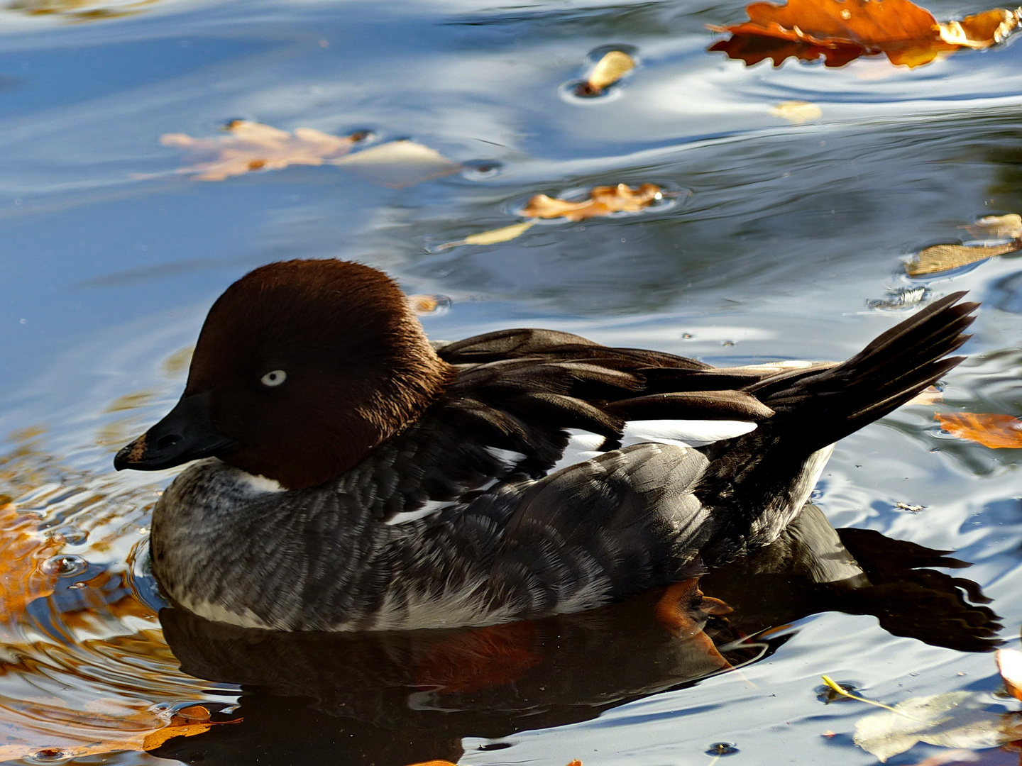 Herbst auf dem Teich         Spiegeltag