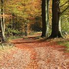Herbst auf dem Waldweg