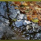 Herbst auf dem Wasser