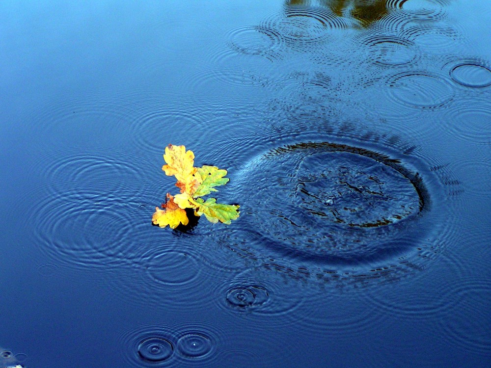 Herbst auf dem Wasser