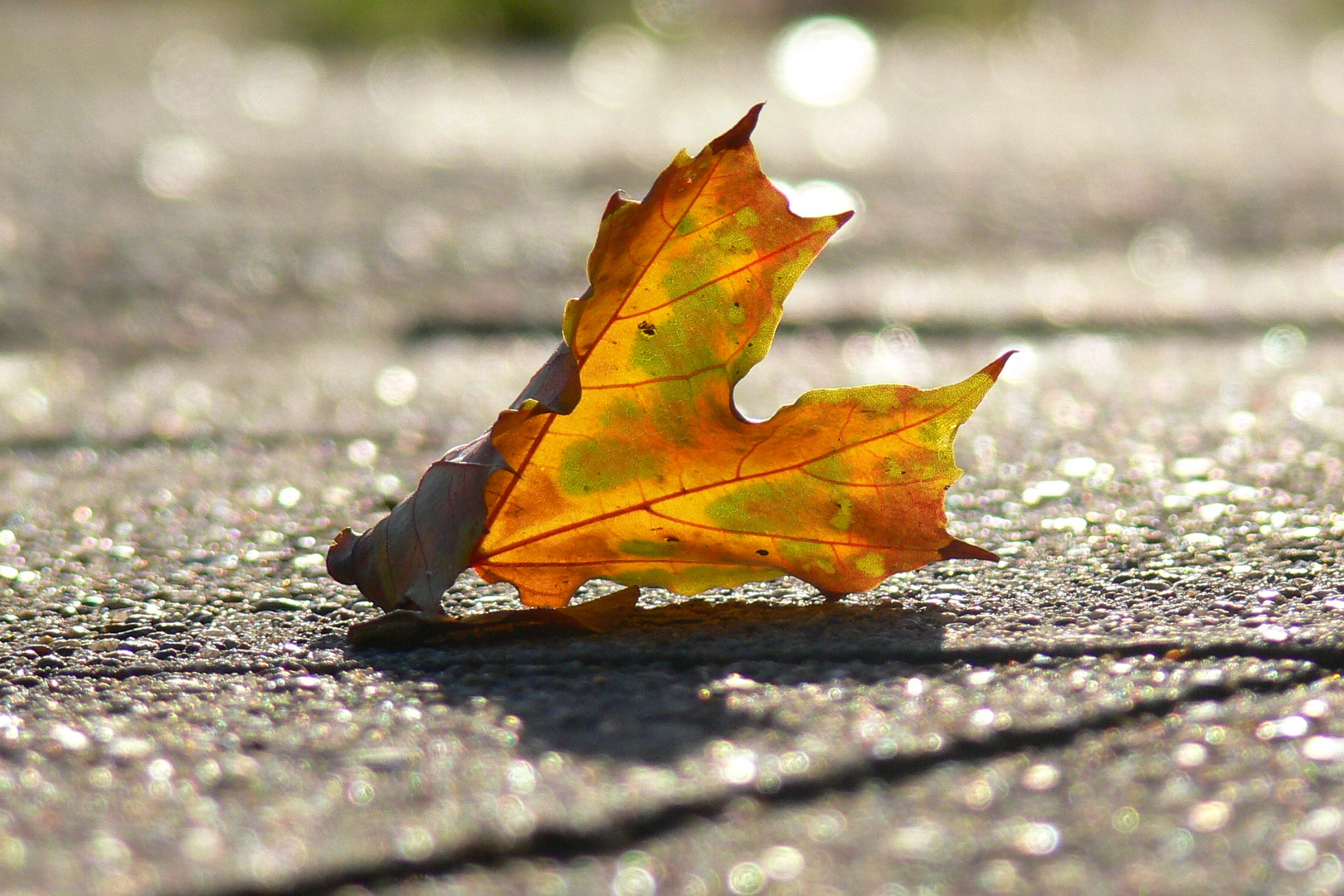 Herbst auf dem Weg