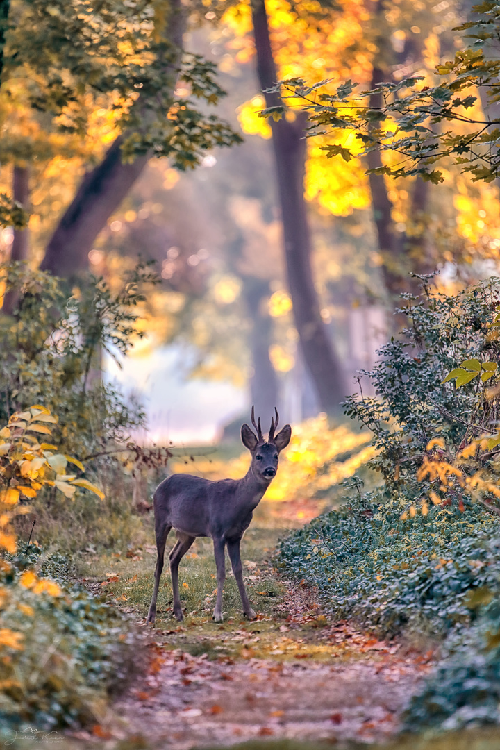 Herbst auf dem Zentralfriedhof