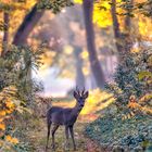 Herbst auf dem Zentralfriedhof