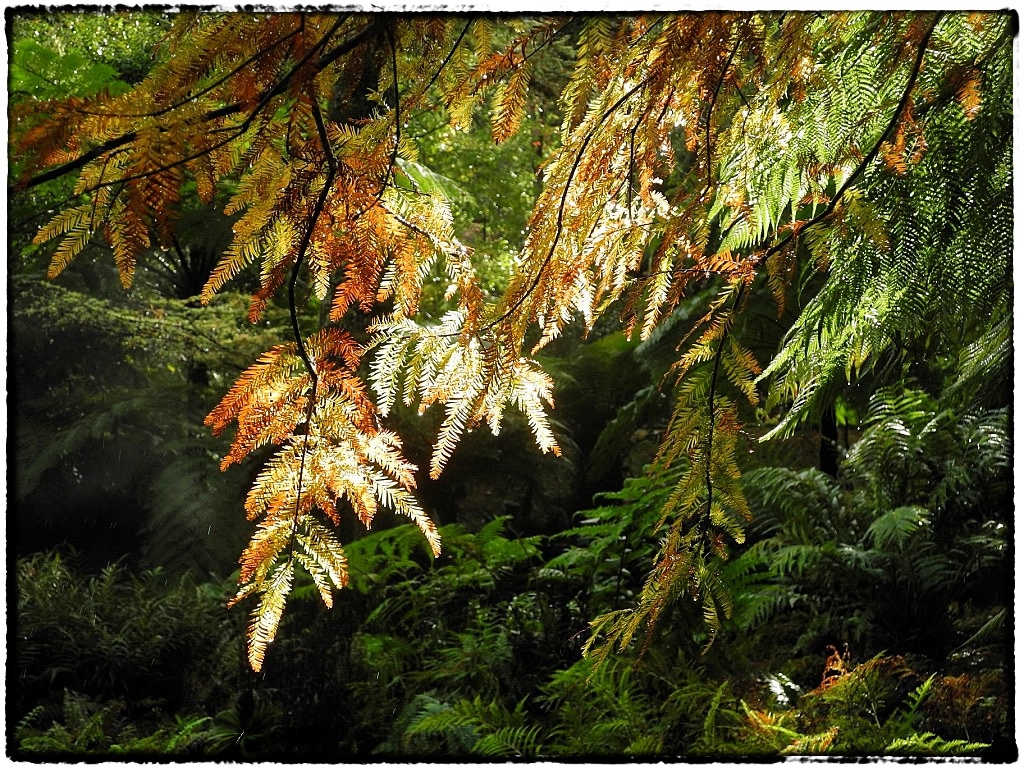 Herbst auf den Azoren