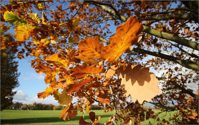 Herbst auf den Elbwiesen