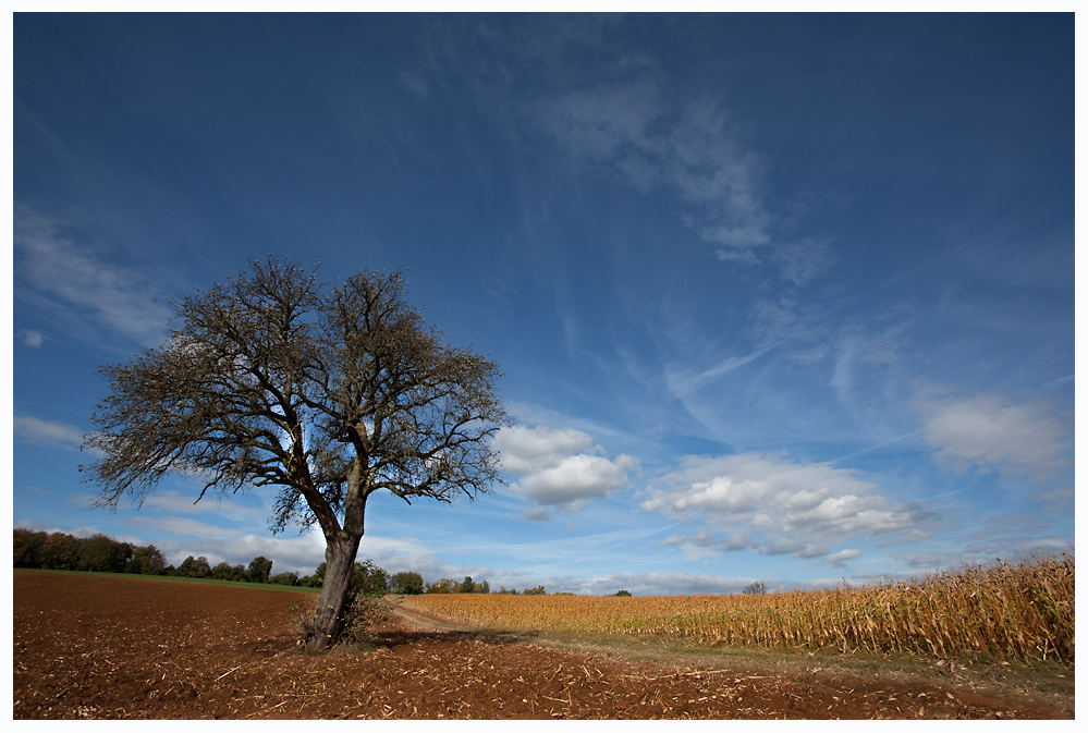 Herbst auf den Feldern