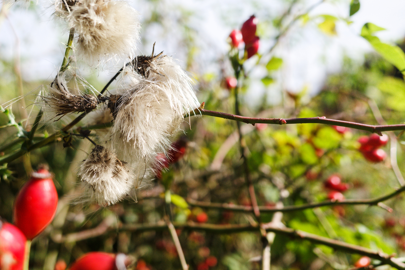 Herbst auf den Fluren