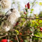 Herbst auf den Fluren