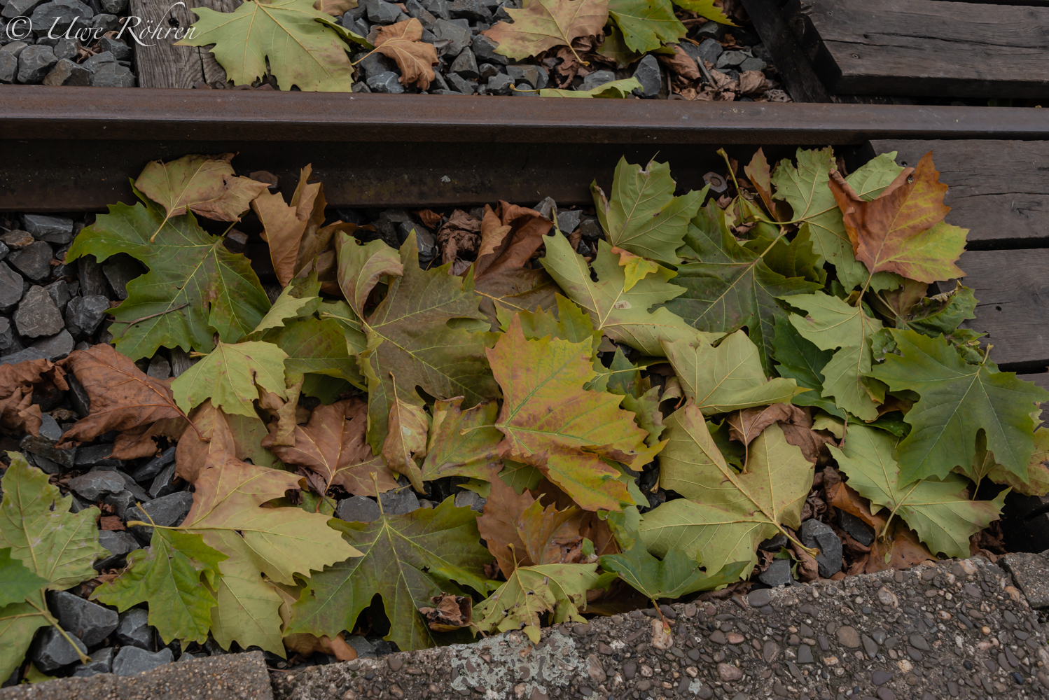 Herbst auf den Gleisen