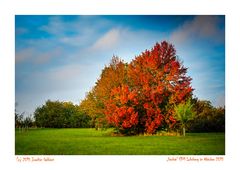 [ Herbst auf den Streuobstwiesen ]