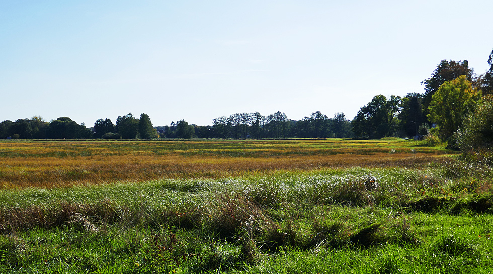 Herbst auf den Wiesen