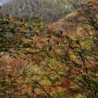 Herbst auf der Alb