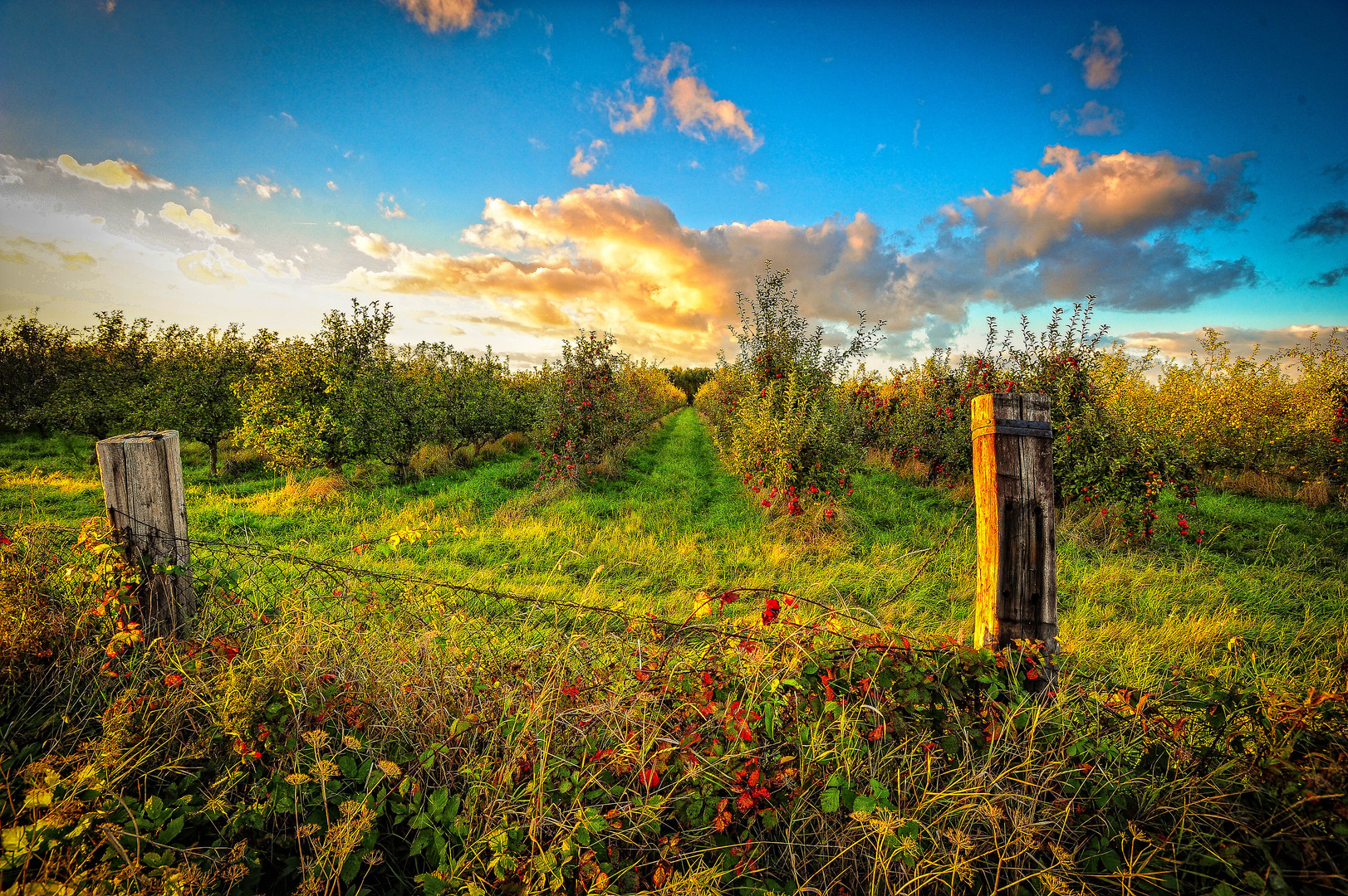 Herbst auf der Apfelplantage