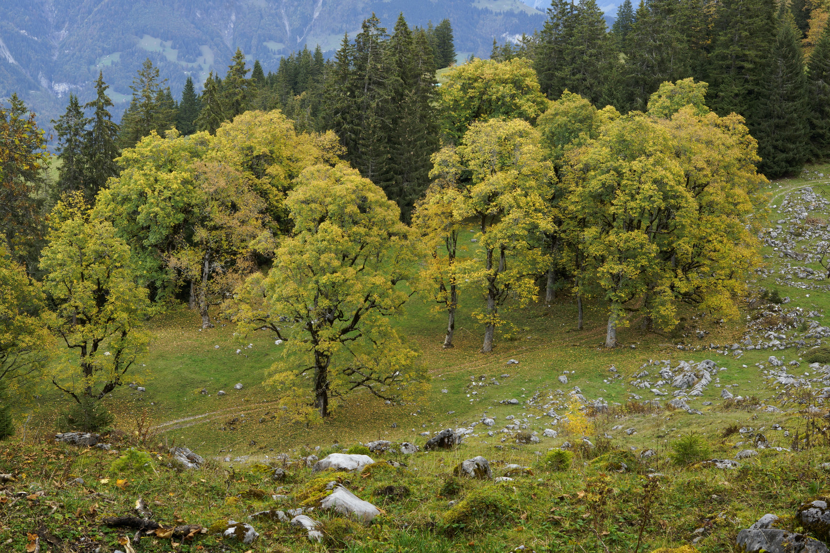 Herbst auf der Axalp, Berner Oberland