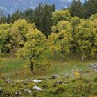 Herbst auf der Axalp, Berner Oberland