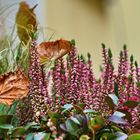 Herbst auf der Fensterbank 