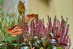 Herbst auf der Fensterbank 