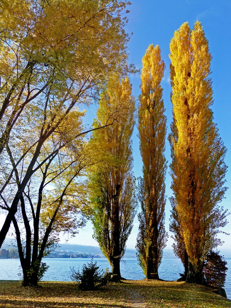 Herbst auf der Halbinsel Au