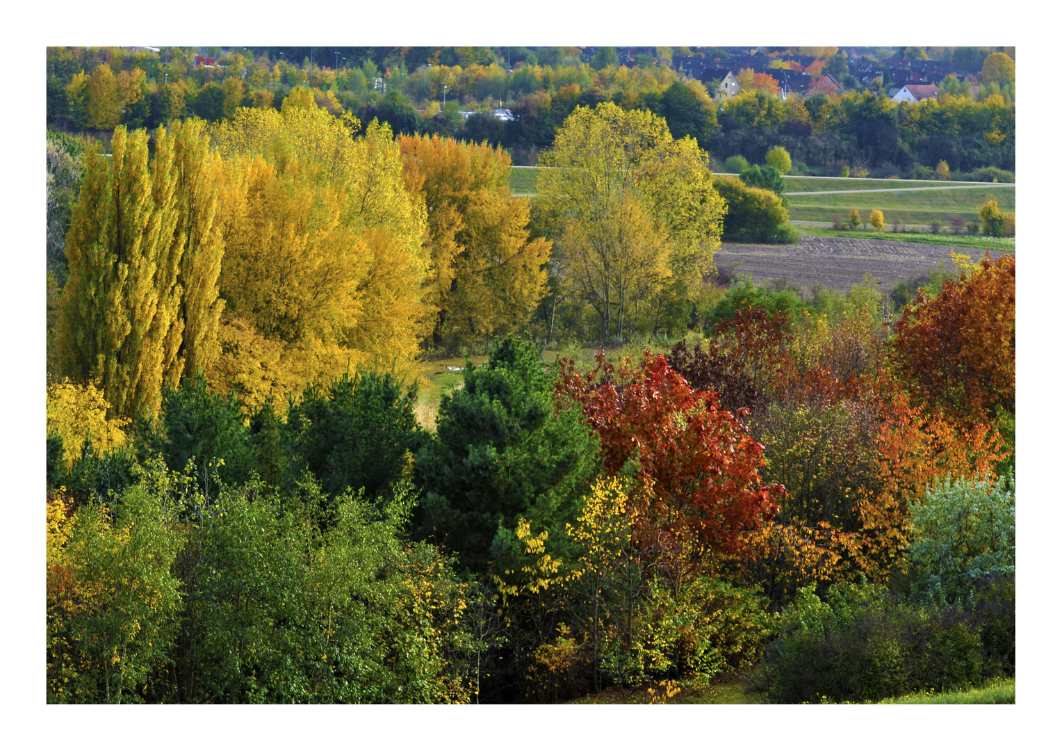 Herbst auf der Halde