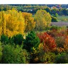 Herbst auf der Halde