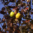 Herbst auf der Hochebene