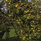 Herbst auf der Hochebene