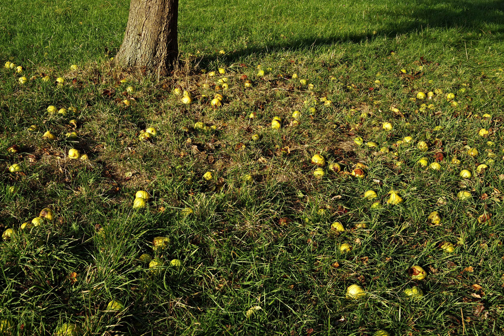 Herbst auf der Hochebene