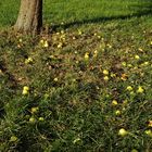 Herbst auf der Hochebene