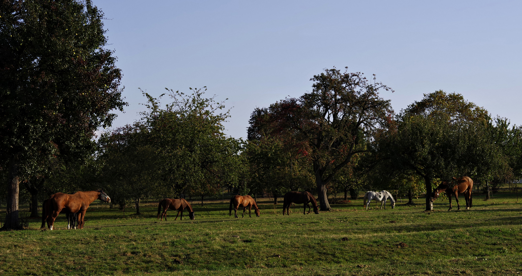 Herbst auf der Hochebene