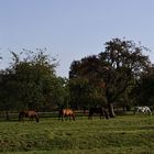 Herbst auf der Hochebene