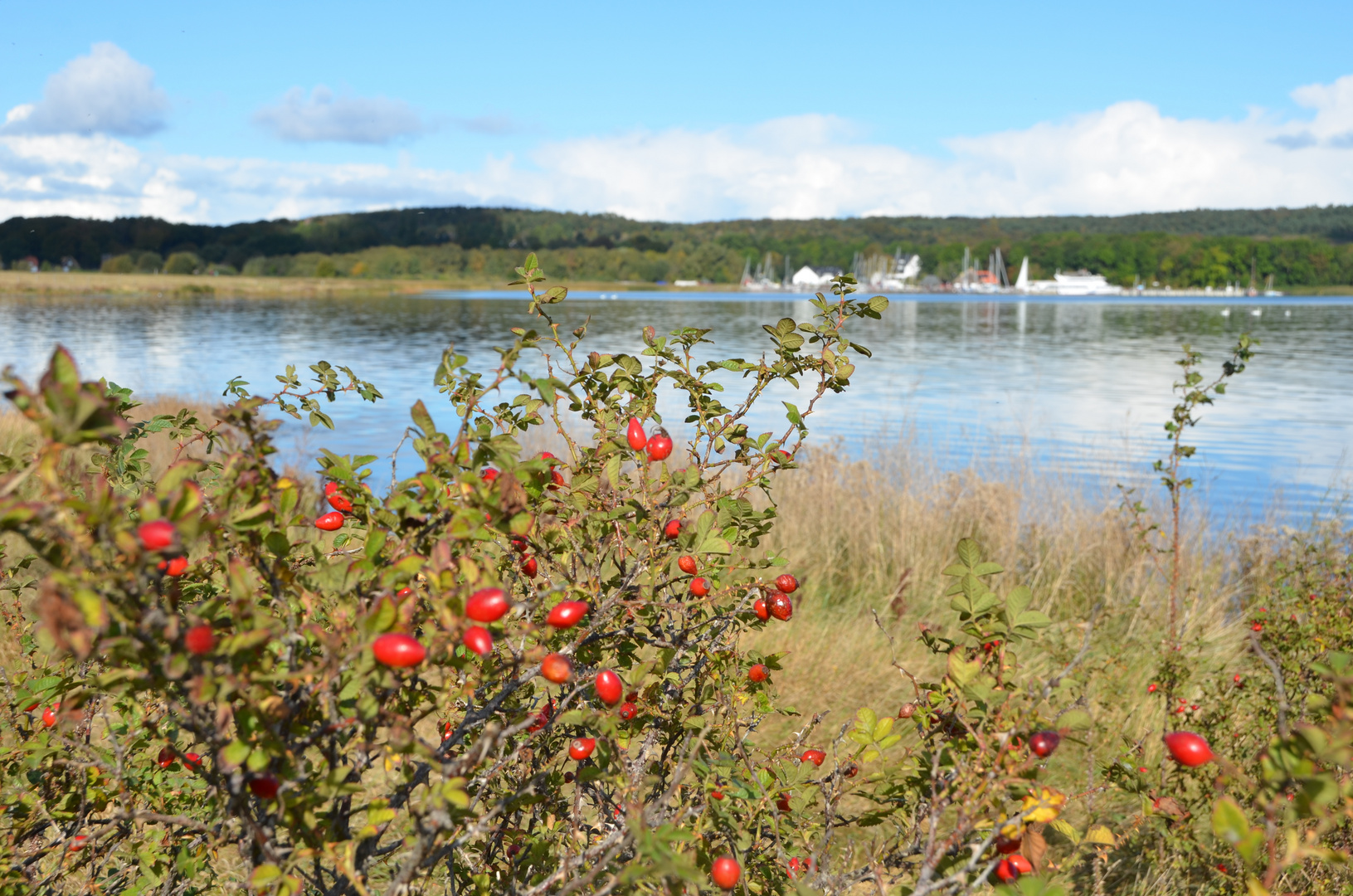 Herbst auf der Insel 