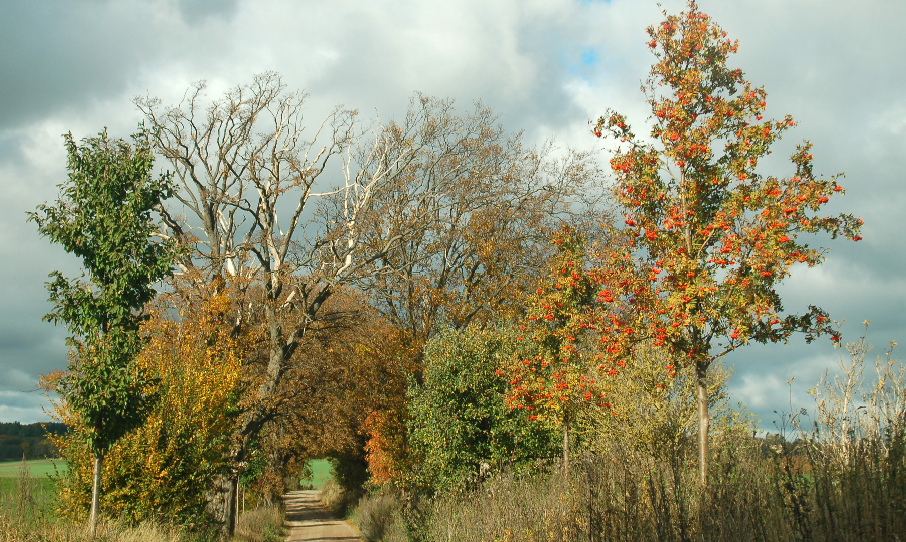 Herbst auf der Insel (3)