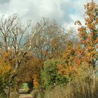 Herbst auf der Insel (3)