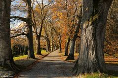 Herbst auf der Insel Mainau