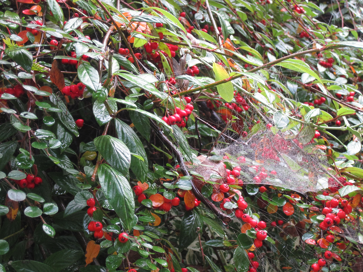 Herbst auf der Insel Mainau1