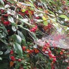 Herbst auf der Insel Mainau1