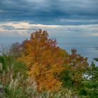 Herbst auf der Mainau 2