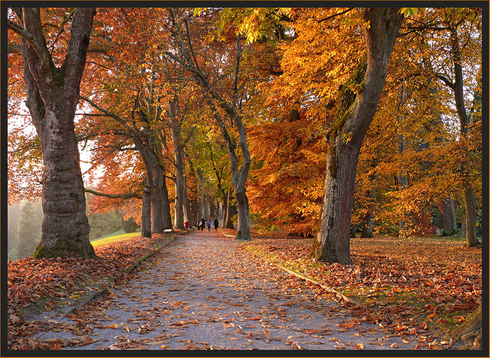 Herbst auf der Mainau 2