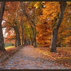 Herbst auf der Mainau 2