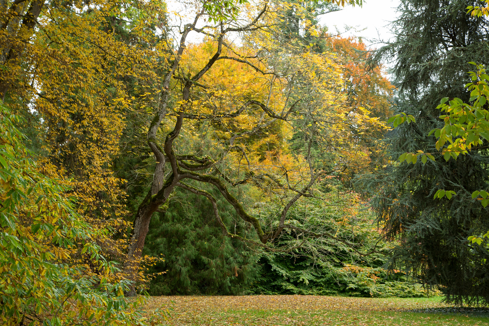 Herbst auf der Mainau