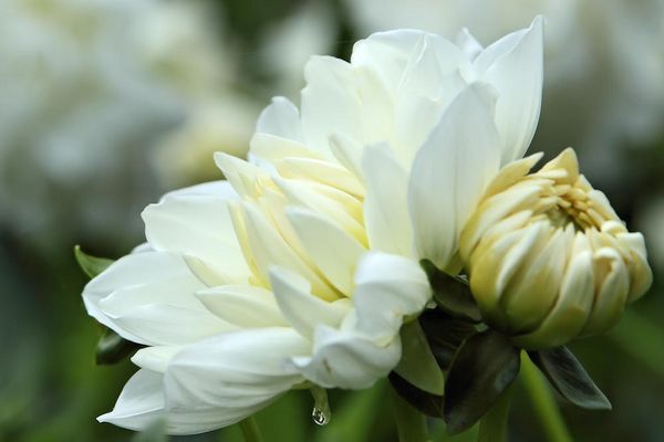 Herbst auf der Mainau