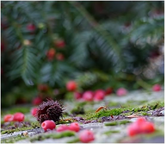 *Herbst auf der Mauer*