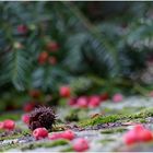 *Herbst auf der Mauer*