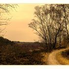 " Herbst auf der Mechelse Heide "