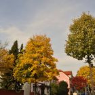 Herbst auf der Mingeröderstraße