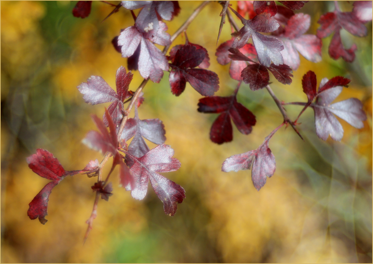 Herbst auf der Nordalb.