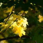 Herbst auf der Pfaueninsel 3