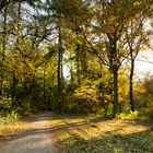 Herbst auf der Pfaueninsel