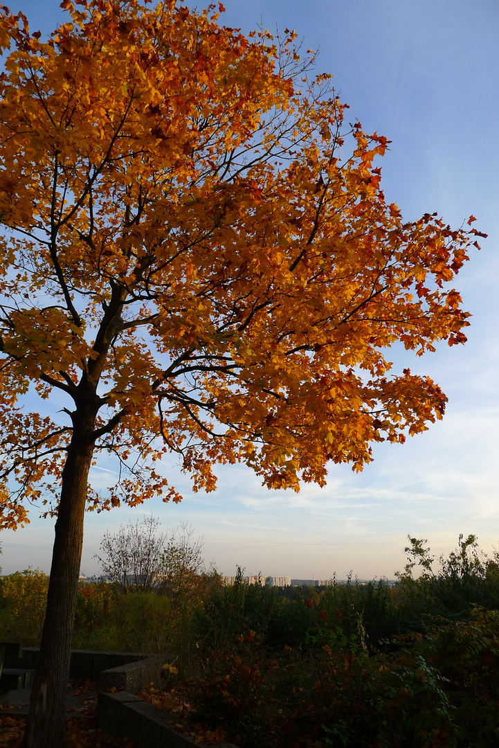 Herbst auf der Rudower Höhe